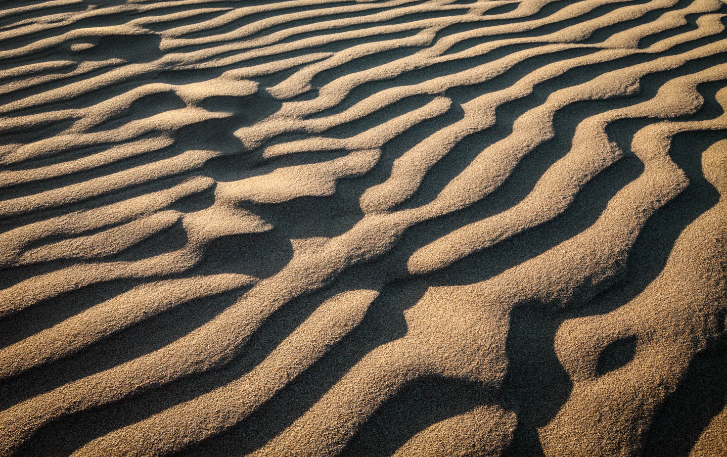 Sand Dunes, Pismo Beach State Park, California #vezzaniphotography