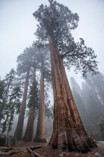 Sequoia National Park, CA #vezzaniphotography