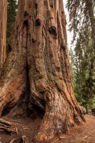 Sequoia National Park, CA #vezzaniphotography