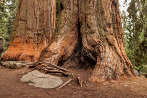 Sequoia National Park, CA #vezzaniphotography