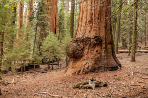 Sequoia National Park, CA #vezzaniphotography
