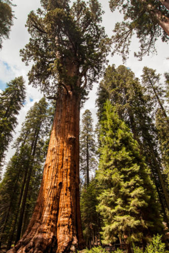 General Sherman Tree, Sequoia National Park, CA #vezzaniphotography