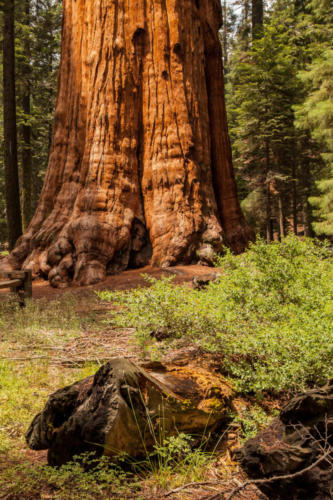 Sequoia National Park, CA #vezzaniphotography