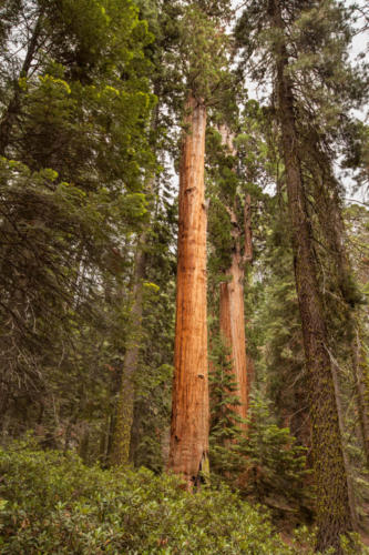 Sequoia National Park, CA #vezzaniphotography