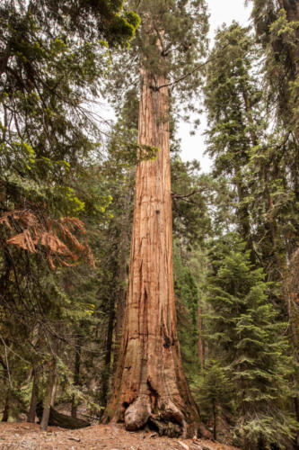 Sequoia National Park, CA #vezzaniphotography